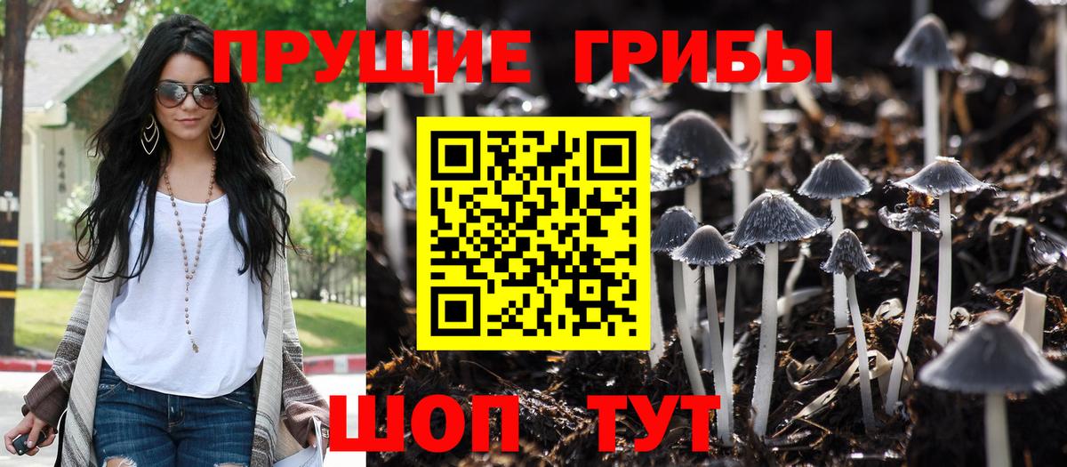 Тихвин  Галлюциногенные грибы Psilocybine cubensis  Вход с VPN 